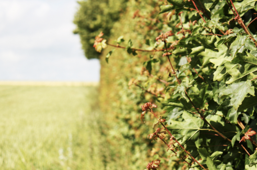 Get out of the ordinary and act for biodiversity.&nbsp;